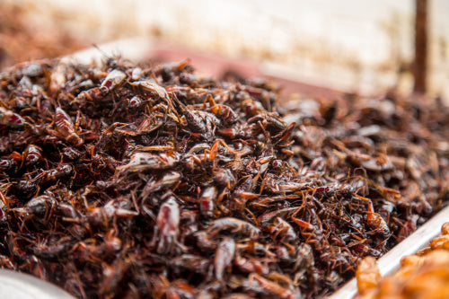 How Edible Insects Are Revolutionizing the Gourmet Food Industry