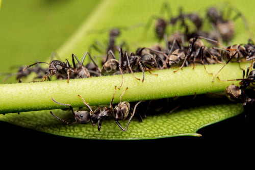 Why Ants Are the Eco-Friendly Food of the Future