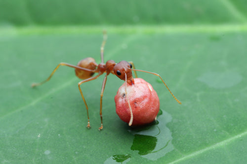 How to Make Your Hot Sauce Stand Out with Ants