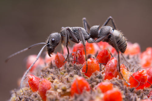 The Ethics of Eating Edible Insects: Why Ants Are the Sustainable Choice