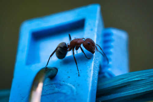 Why Edible Ants Are More Than Just a Novelty Food