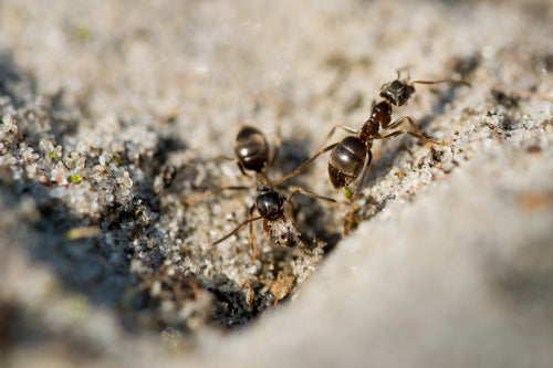 The Surprising Health Benefits of Ants in Your Diet