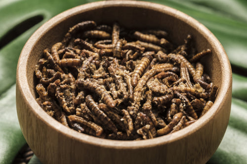 10 Edible Insects That Will Surprise You (And Taste Amazing)